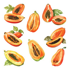 Papaya Watercolor Vector.