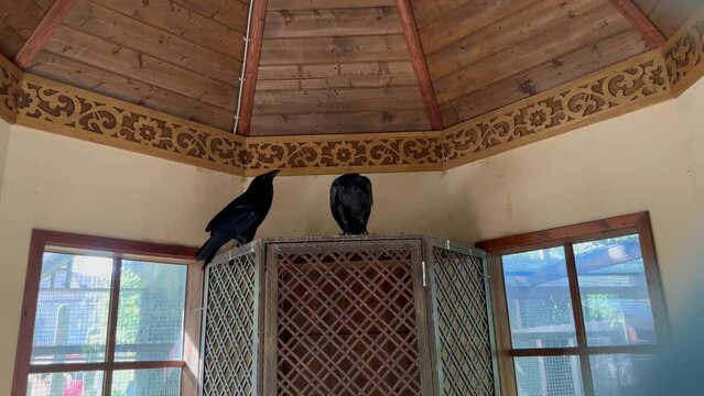 two crows on a closet in the room