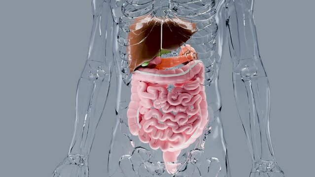 Human stomach and esophagus anatomy structure, liver, body with digestive system organs, Hepatitis, intestin, Gall Bladder, Gastrointestinal, medical loop Animation, gallbladderand, 3d render