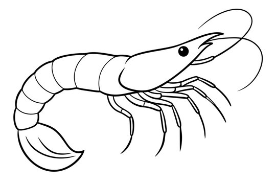 recommend clip art: shrimps line art vector illustration