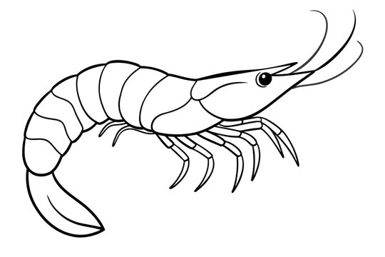 recommend clip art: shrimps line art vector illustration