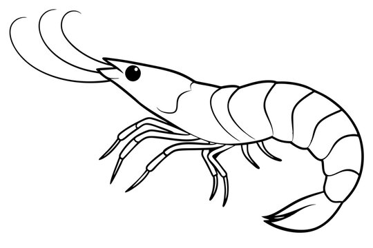 recommend clip art: shrimps line art vector illustration
