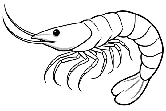 recommend clip art: shrimps line art vector illustration
