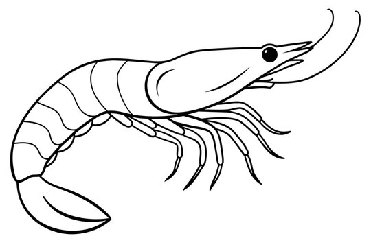 recommend clip art: shrimps line art vector illustration