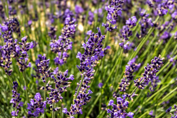 Lavender flower background with beautiful purple colors and auto of focus lights, ontario, Canada.