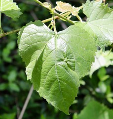 A close view of the bright green spring leaf on the branch.