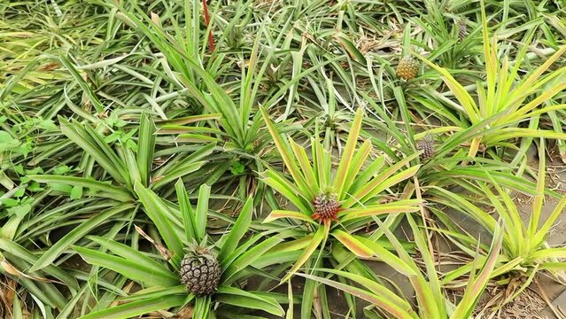 Pineapple plant close up on pineapple plantation