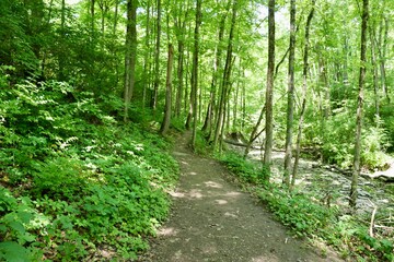 The hiking trail in the spring forest.