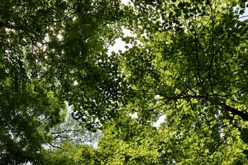 A view of the green leaves in the tall trees of the woods.