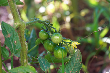 A branch with a bunch of small green cherry tomatoes on a bush. Tomato growing in open ground - the beginning of fruiting phase, close-up.