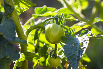 Green tomatoes on a bush growing in open ground. Tomato ovaries illuminated by the morning sun - growing vegetables in the garden.