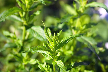 Mentha longifolia, also known as fillymint or St. John's horsemint close-up: tops of twigs with green leaves under morning sun. Spicy herbs in the garden - growing mint in open ground.