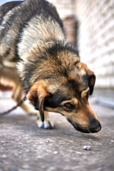 close up of a dog