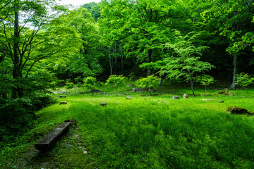 新緑のせせらぎ街道　岐阜県高山市