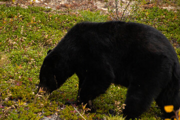 Fototapeta premium Brown bear eating in the grass