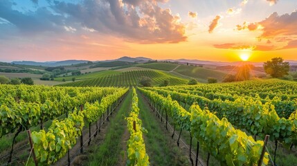 Fototapeta premium A panoramic view of a vineyard at sunset, showcasing the vast, vibrant rows of vines under a glowing sky. 