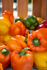 Vibrant Fresh Bell Pepper Harvest