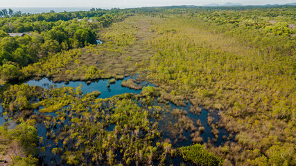 Aerial drone view of lush green  swamp scenery at Pantai Jambu Bongkok, Marang, Terengganu, Malaysia