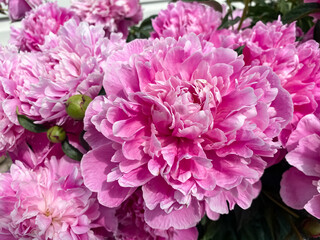 beautiful soft pink peony flowers close-up. floral background