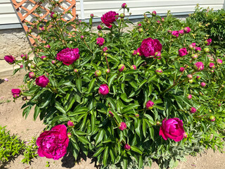 beautiful bright fuchsia peonies flowers close-up. huge peony bush in the garden. floral background
