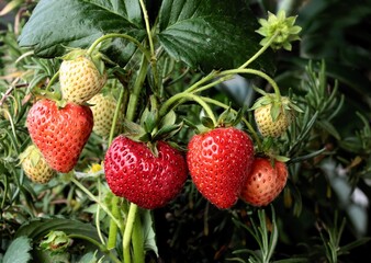 red strawberries growing in the garden at spring and summer