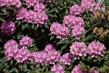 pink flowers of rhododendron in the garden