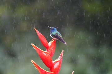 bird of paradise, Blue Humming Bird © Arun