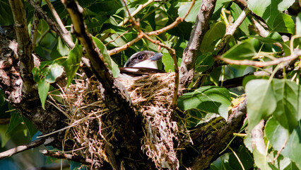 spotted woodpecker