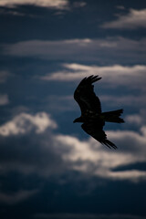 eagle in flight