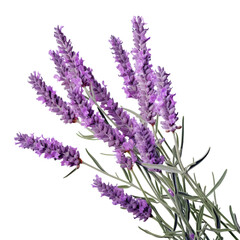 Naklejka premium bunch of lavender isolated on transparent background cutout