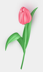 Realistic 3d tulip with bright pink petals isolated on white background. Three dimensional beautiful blossom spring flower buds,  floral decoration element  