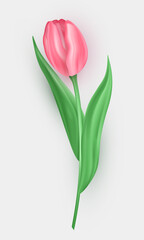 Three dimensional tulip flower with pink petals and green leaves isolated on white background. 3d realistic vector blossom spring flower as decoration element for greeting card, postcard, banner, etc.