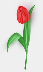 Three dimensional tulip flower with red petals and green leaves isolated on white background. 3d realistic vector blossom spring flower as decoration element for greeting card, postcard, banner, etc.