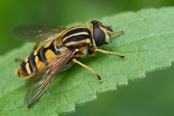Detailed closeup on a European Hayling Billy hoverfly, Helophilus pendulus in the garden