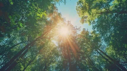 Sun shining through a canopy of trees in a dense forest, with a clear blue sky above. Ample space for text at the bottom