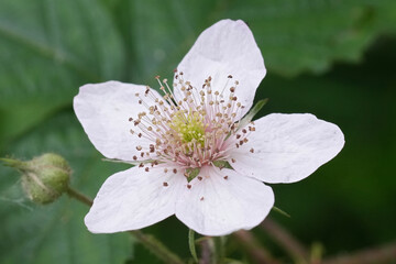Closeup on the fragile white flower of the European blackberry, Rubus fruticosus in the forrest