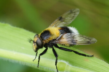 Closeup on a colorful European bumblebee-mimicking plumehorn, hoverfly, Volucella bombylans