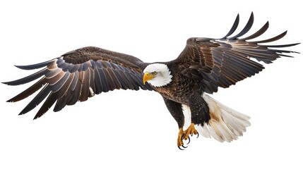Bald eagle flying with its talons ready to strike, perfectly isolated on a white background