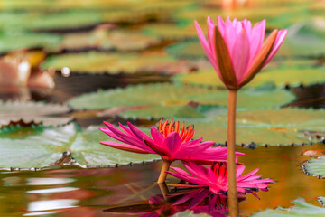 horizontal shot of pink water lily in pond