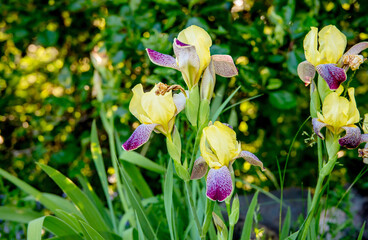 Yellow and purple color Iris (Iris germanica) growing in home garden in spring outdoors in home garden.