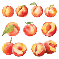 Peach Watercolor Vector.