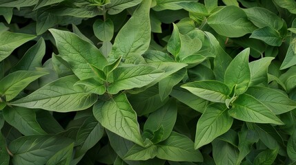Fototapeta premium Fresh Salvia Divinorum Leaves on Plant for Harvesting