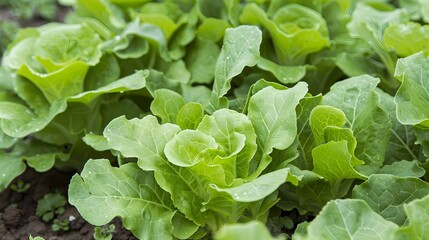 Wild Lettuce Plants with HarvestReady Leaves