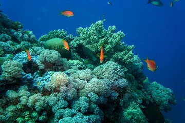fishes and coral reef in sea