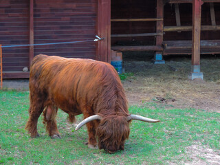 Bydło Highland © Vladyslav Riadov
