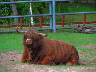 Bydło Highland © Vladyslav Riadov