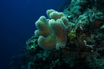 view of coral reef with fish