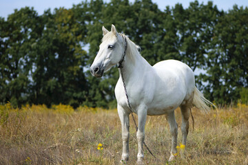 Obraz premium beautiful white horse on dry grass in the field. Arabian horse, white horse stands in an agriculture field with dry grass in sunny weather. strong, hardy and fast animal.