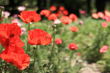 Large decorative red poppy flower. Big flower. Natural floral background. Poppies bloom in a park or garden. Lush spring flower. Poppy during flowering