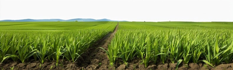 Obraz premium Suitable for use in websites, marketing materials, or social media.